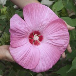 Sadnice - žbunaste vrste: Močvarni hibiscus Pink - Hibiscus moscheutos