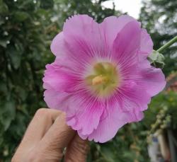 Seme cveća: Ukrasni slez - Alcea rosea pink SEME