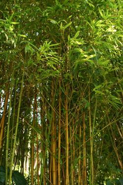 Sadnice - žbunaste vrste: Bambus zlatni sitnolisni - Phyllostachys aurea 2 god.