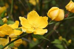 Sadnice - žbunaste vrste: Keria japonica - golden guinea 2. god.