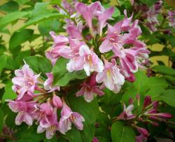 Sadnice - žbunaste vrste: JASMIN ROZE BOJE - Weigela florida