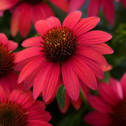 Perene: Ehinacea - Echinacea Red Pearl CRVENA