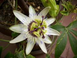 Sadnice - puzavice: Hristov venac - Passiflora caerulea