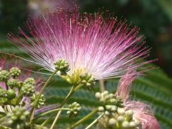 Sadnice - drveće: Albicija - Albizia julibrissin 1 god.