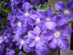 Sadnice - puzavice: Klematis - Clematis Jackmani