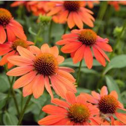 Seme cveća: Ehinacea - Echinacea Locoto orange SEME