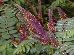 Sadnice - žbunaste vrste: Bagremac, Amfora - Amorpha fruticosa L. 5 SADNICA