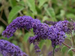 Sadnice - žbunaste vrste: Letnji jorgovan - Buddleja davidii `Nanho Blue` 3GOD