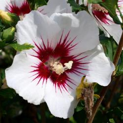 Sadnice - žbunaste vrste: Baštenski hibiskus BELI 5 sadnica