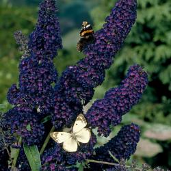 Sadnice - žbunaste vrste: Letnji jorgovan - Buddleja davidii `Black Knight`