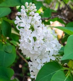 Sadnice - drveće: Jorgovan beli – Syringa vulgaris