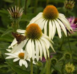 Perene: Ehinacea - Echinacea white swan 2 god