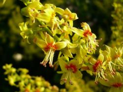 Sadnice - drveće: Kelreuterija (Koelreuteria paniculata) 3 god.