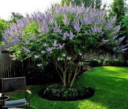 Sadnice - žbunaste vrste: Konopljika, divlji biber (Vitex agnus castus) 1 god.