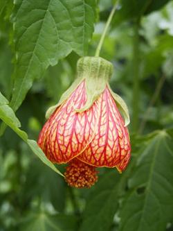 Sadnice - sobne biljke: Abutilon