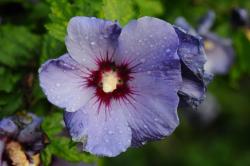 Sadnice - žbunaste vrste: Baštenski hibiskus LILA 5 sadnica