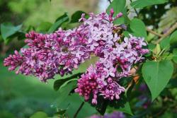 Sadnice - drveće: Jorgovan rozi – Syringa vulgaris