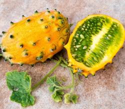 Sadnice - povrća: KIWANO - Cucumis metuliferus SEME