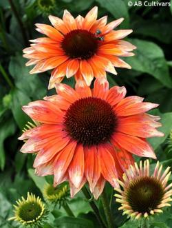 Perene: Ehinacea - Echinacea flamingo