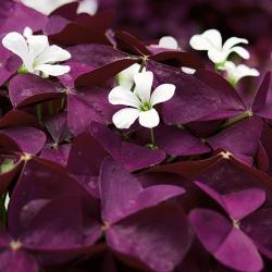 Sadnice - sobne biljke: Ukrasna detelina - Oxalis triangularisdetelina