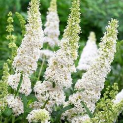 Sadnice - žbunaste vrste: Letnji jorgovan - Buddleja White Profusion