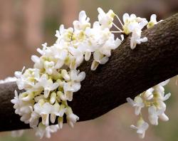 Sadnice - žbunaste vrste: Judino drvo - Cercis siliquastrum alba