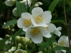 Sadnice - žbunaste vrste: JASMIN 2 god - Philadelphus coronarius