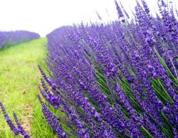 Začini i lekovito bilje: Lavanda - Lavandula angustifolia