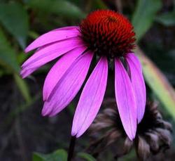 Perene: Ehinacea - Echinacea purpurea SADNICE 3 god.