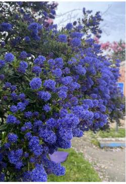 Sadnice - žbunaste vrste: Ceanothus(kalifornijski jorgovan)