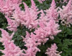 Perene: Astilbe svetlo roze