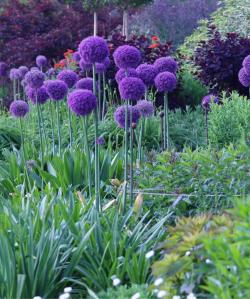 Lukovice: Allium giganteum