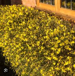 Sadnice - žbunaste vrste: Zimski jasmin(jasmin nudiflorum)