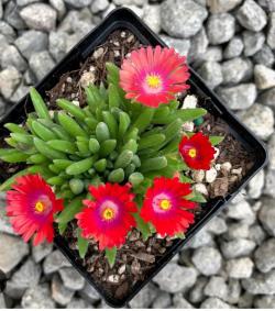 Perene: Ledeni cvet 'jewel red'