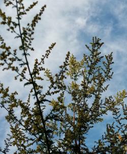 Začini i lekovito bilje: Slatki pelin  Artemisia Annua