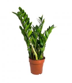 Sadnice - sobne biljke: Zamioculcas zamiifolia 35cm