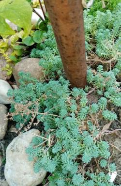 Perene: Sedum rupestre blue