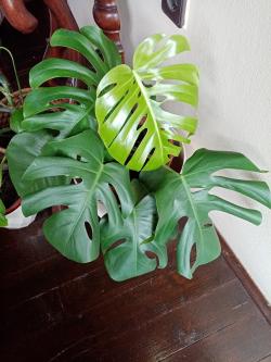 Sadnice - sobne biljke: Filadendron monstera