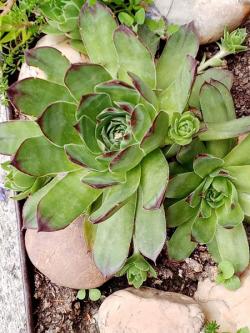 Kaktusi: Cuvarkuca (Sempervivum)