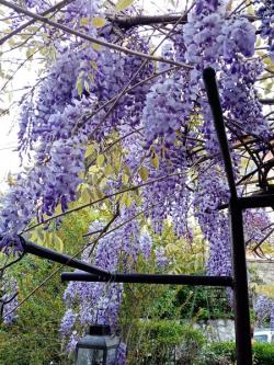 Sadnice - puzavice: Glicinija ili wisterija ili plava kisa