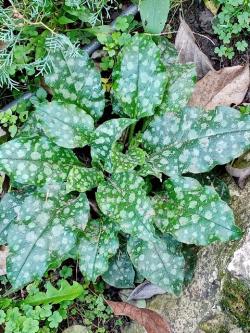 Perene: Pulmonaria Silver Bouquet - Plućnjak, Medunika