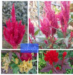 Seme cveća: Amaranthus celosia ( petlova kresta)