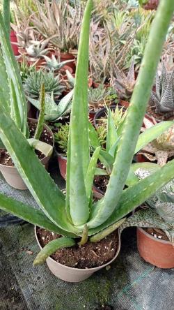 Kaktusi: Aloe Vera 