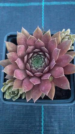 Perene: Sempervivum faramir 