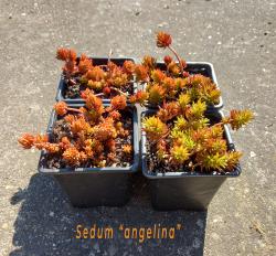 Perene: Sedum rupestre "Angelina"