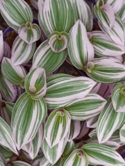 Sadnice - sobne biljke: Tradescantia albiflora (belo-zelena šarenolisna lozica)