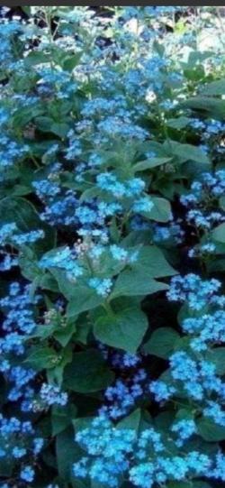 Sadnice - žbunaste vrste: Nezaboravak, Spomenak - Brunnera macrophylla