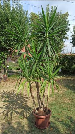 Reznice: Yucca gigantea - drvo života REZNICE 