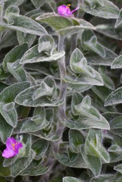 Sadnice - sobne biljke: Tradescantia sillamontana 