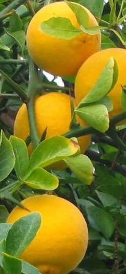 Sadnice - drveće: Sibirski limun (Poncirus trifoliata) 